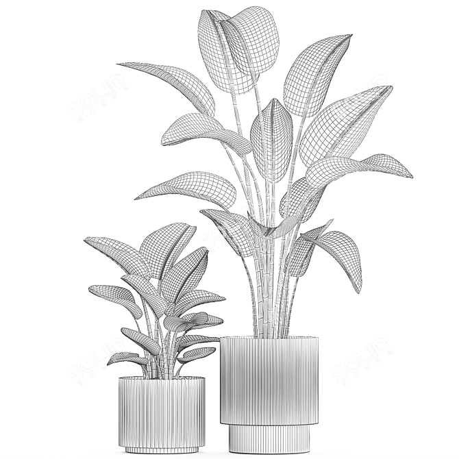 Tropical Plant Collection 1454 3D model image 7