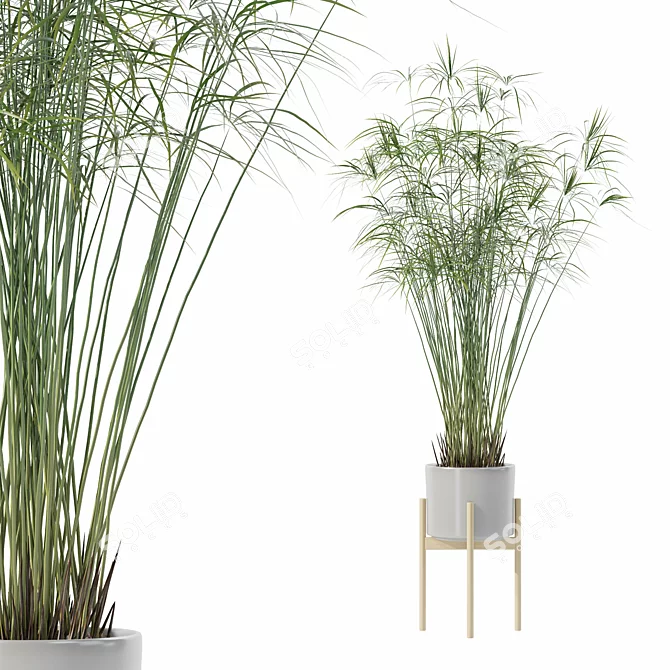 Papyrus Cyperus in Modern Pot 3D model image 1