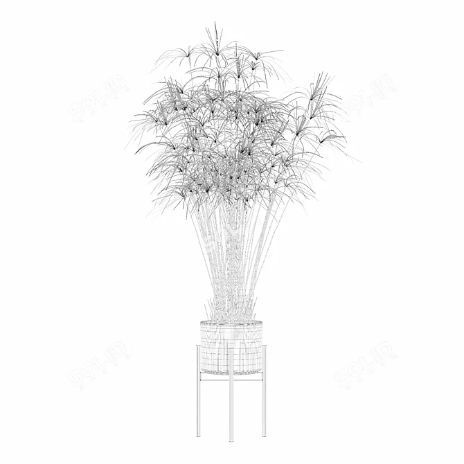 Papyrus Cyperus in Modern Pot 3D model image 2