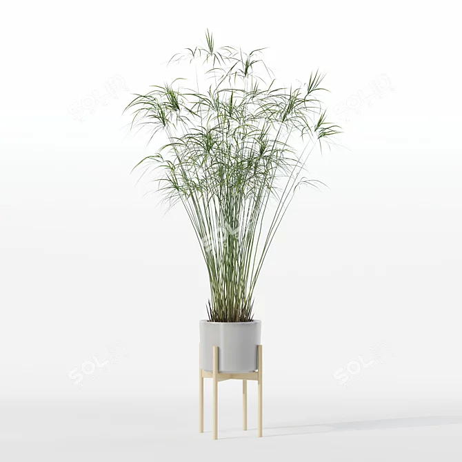 Papyrus Cyperus in Modern Pot 3D model image 4