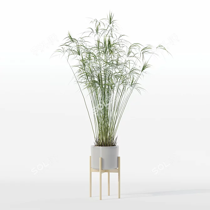 Papyrus Cyperus in Modern Pot 3D model image 5