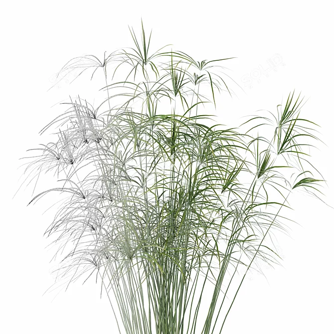 Papyrus Cyperus in Modern Pot 3D model image 6