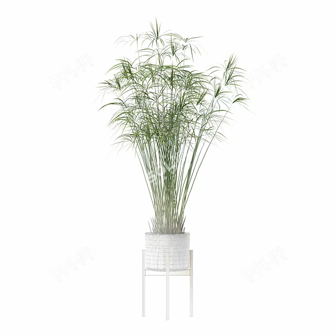 Papyrus Cyperus in Modern Pot 3D model image 7