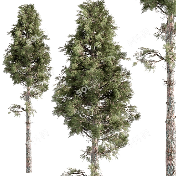 Coastal Sheoak Tree Set 273 3D model image 1