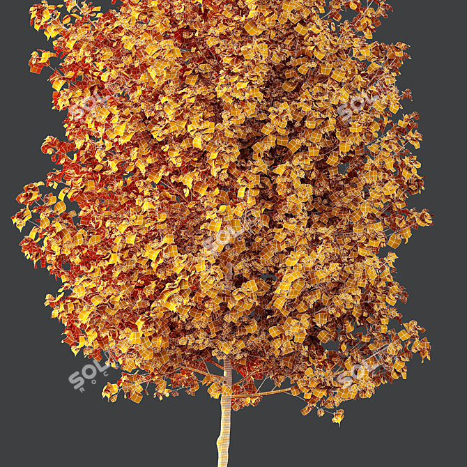 Hybrid Freeman Maple Tree 3D Model 3D model image 4