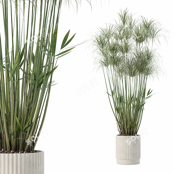 Nofretete Cyperus in Modern Planter 3D model image 1