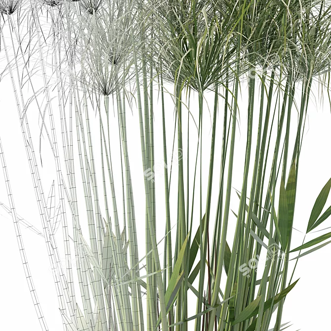 Nofretete Cyperus in Modern Planter 3D model image 3