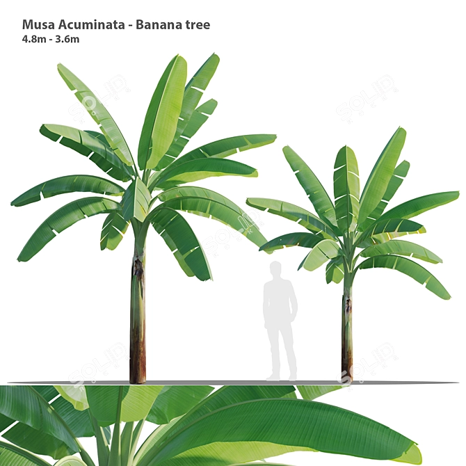 Twin Asian Banana Trees 3.6m 3D model image 1