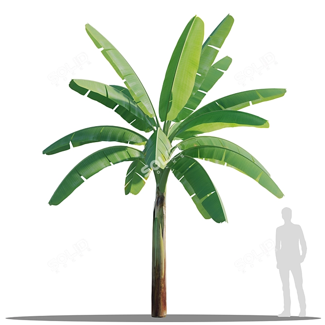 Twin Asian Banana Trees 3.6m 3D model image 2