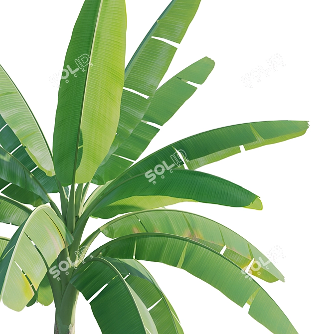 Twin Asian Banana Trees 3.6m 3D model image 4