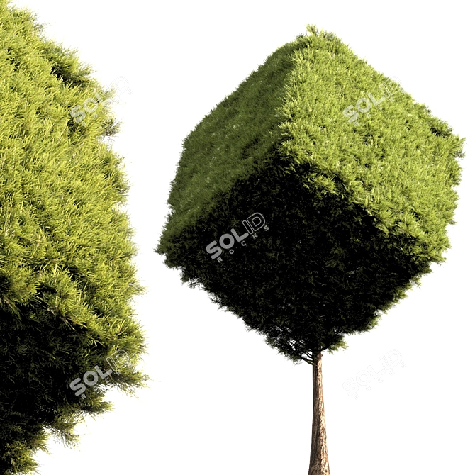 Lush Greenery Accent Bush 3D model image 1