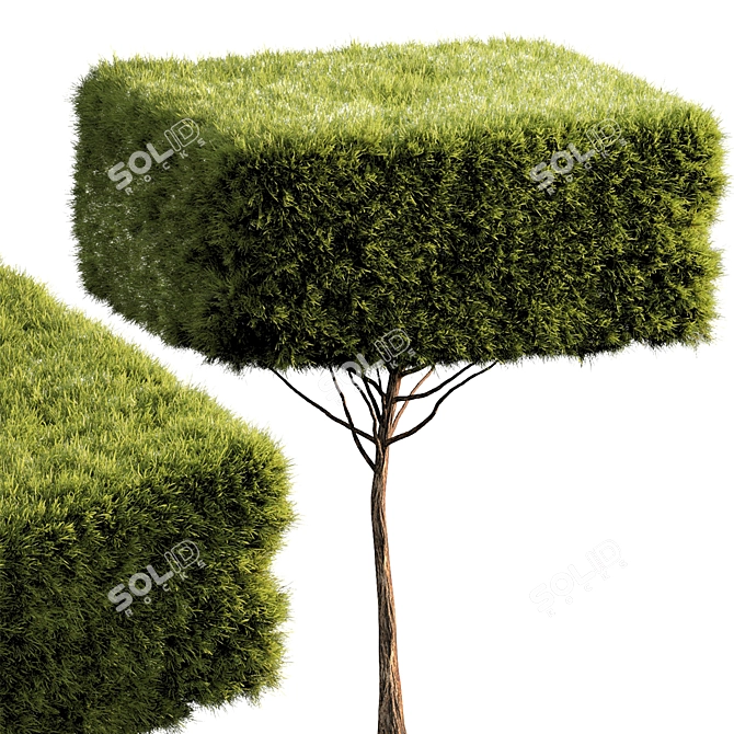 Russian Bush Tree 019 Rendered 3D model image 1