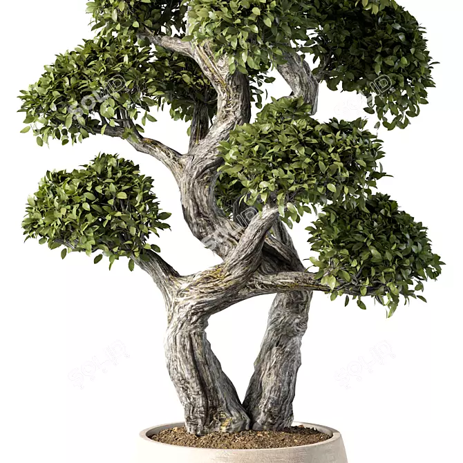 Zen Bonsai Indoor Plant Set 3D model image 2