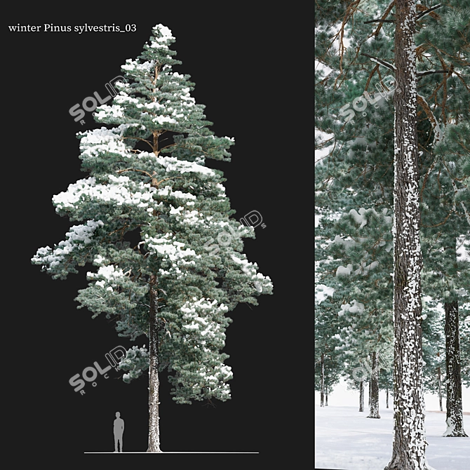 Scots Pine Winter 3D Model 3D model image 1