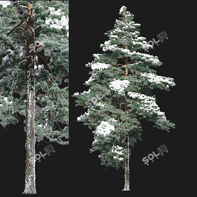 Scots Pine Winter 3D Model 3D model image 2