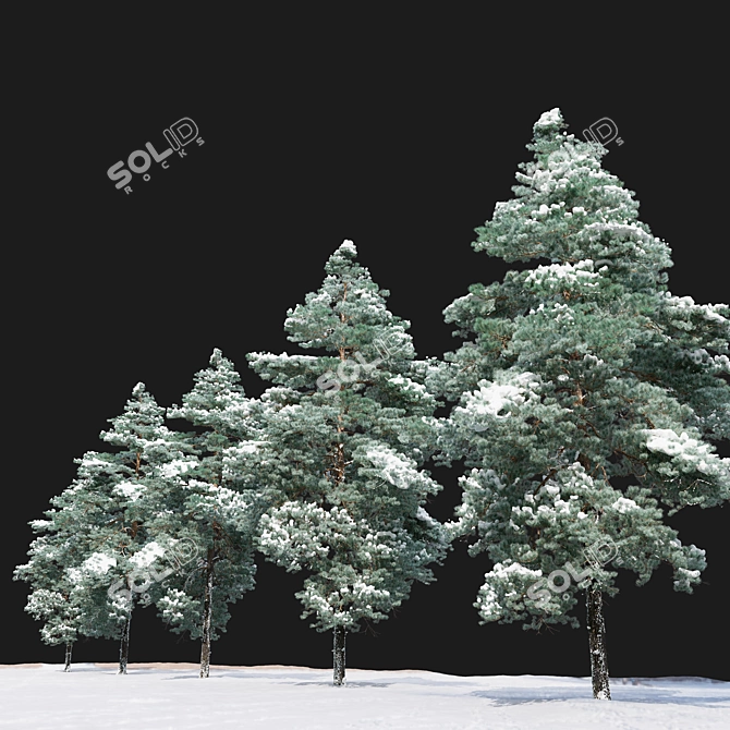 Scots Pine Winter 3D Model 3D model image 3