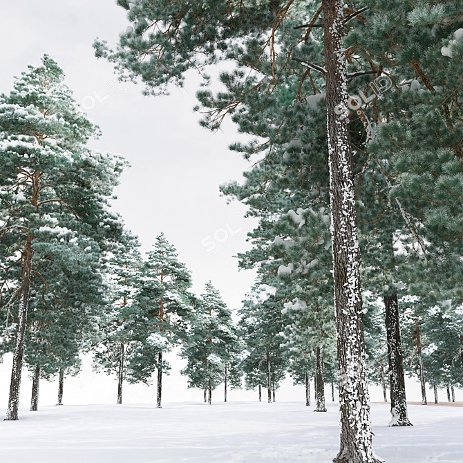 Scots Pine Winter 3D Model 3D model image 4