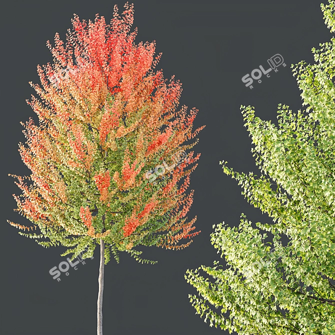 Hybrid Maple Plant 3D Models 3D model image 3