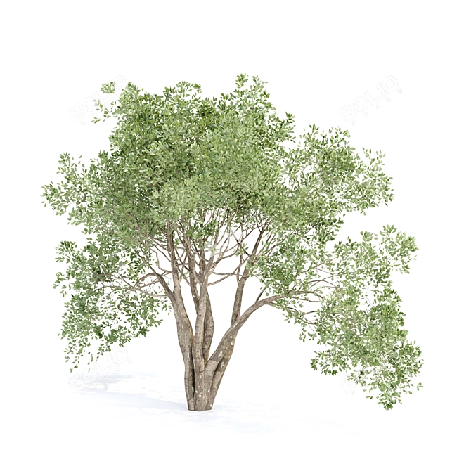 3D Shrubs Collection for Rendering 3D model image 3