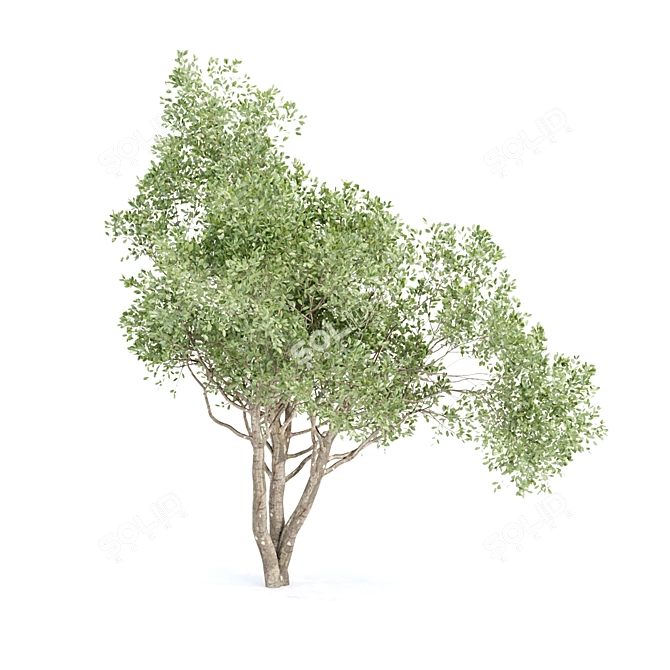 3D Shrubs Collection for Rendering 3D model image 5