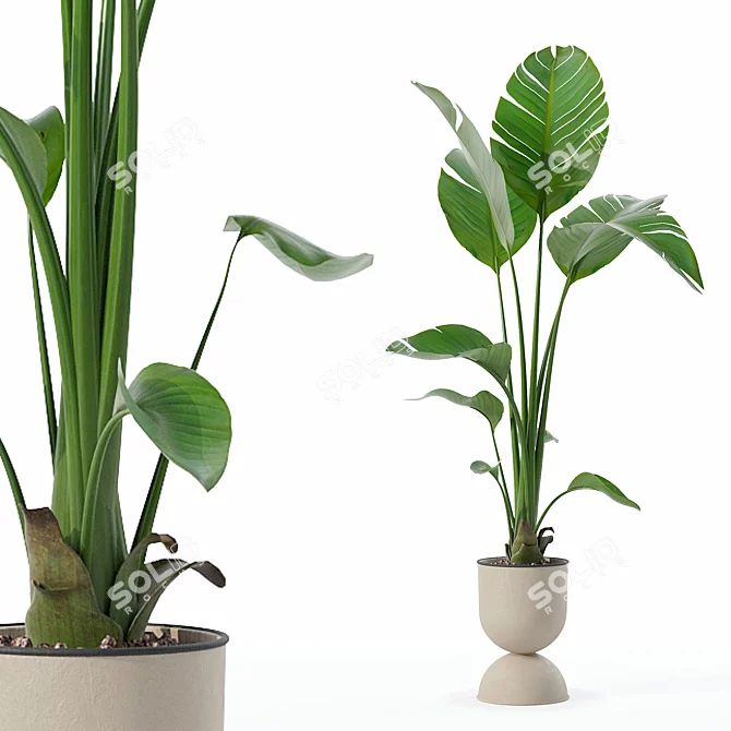 Modern Strelitzia Plant in Pot 3D model image 1