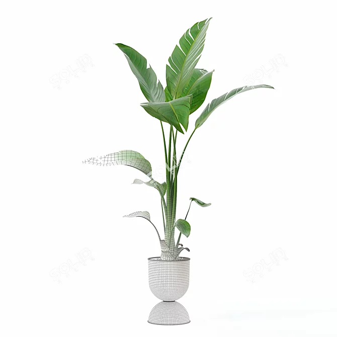 Modern Strelitzia Plant in Pot 3D model image 4