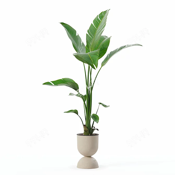 Modern Strelitzia Plant in Pot 3D model image 5