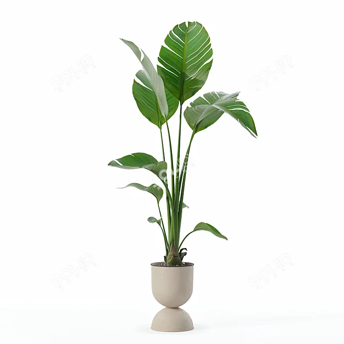 Modern Strelitzia Plant in Pot 3D model image 6