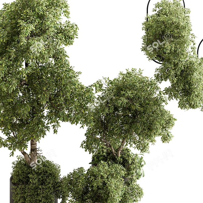  Indoor Plant 644 - Tree in Pot 3D model image 3