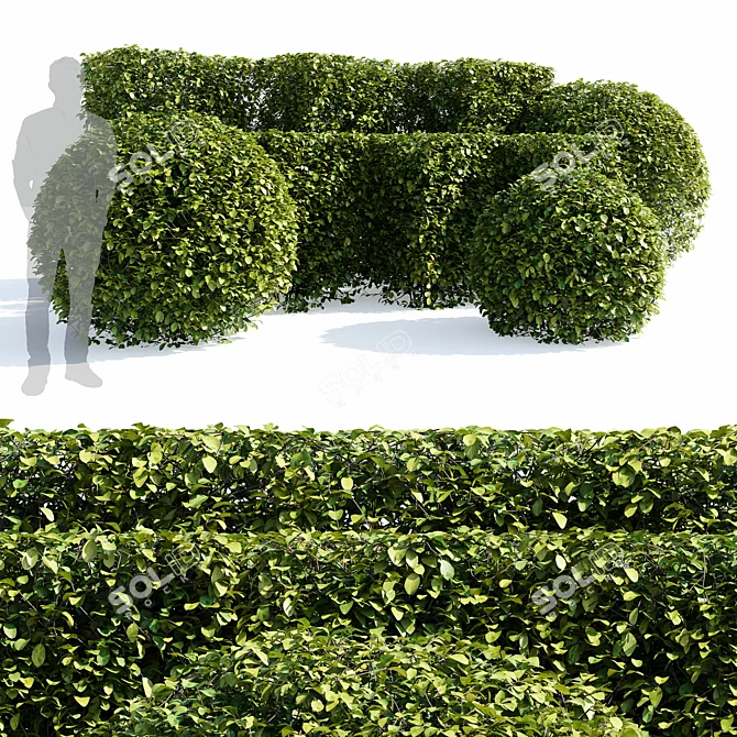 Aronia Melanocarpa Hedge Set 3D model image 1