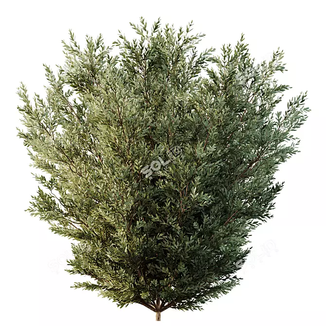 Montra 7 Olive Bush Bundle 3D model image 4