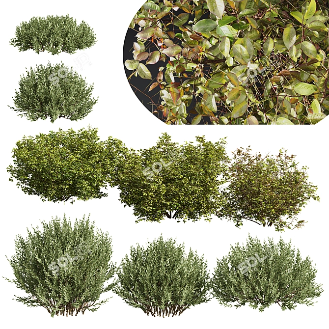 Autumn Plants Collection: 3D Models 3D model image 1