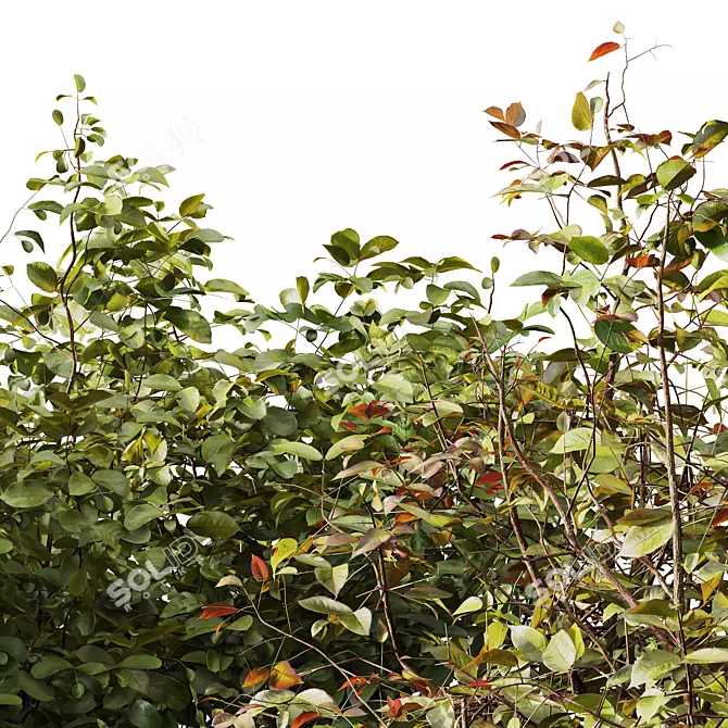 Autumn Plants Collection: 3D Models 3D model image 3