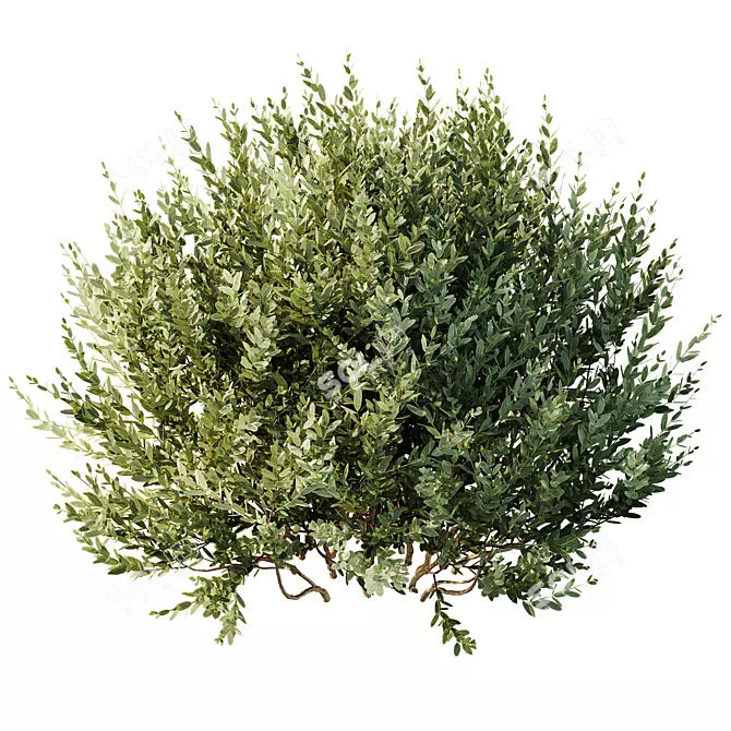 Autumn Plants Collection: 3D Models 3D model image 5