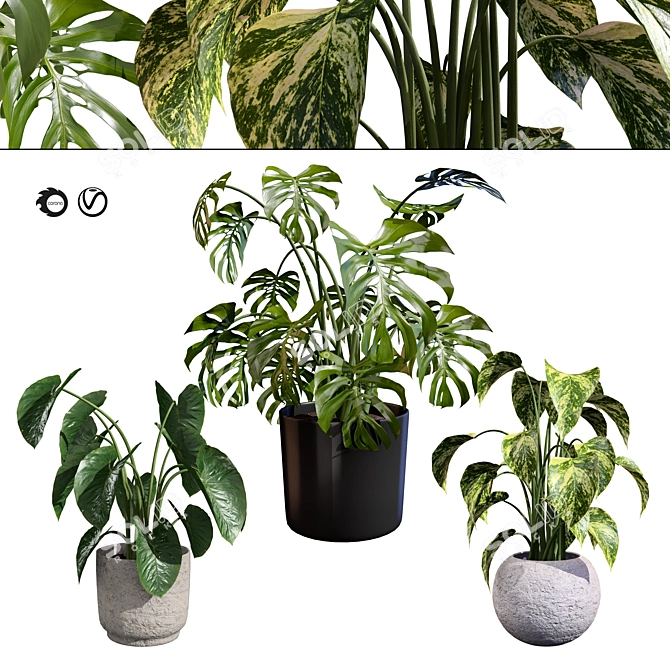 Tropical Trio 3D Potted Plants 3D model image 1
