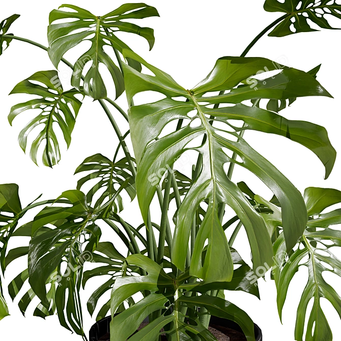 Tropical Trio 3D Potted Plants 3D model image 2