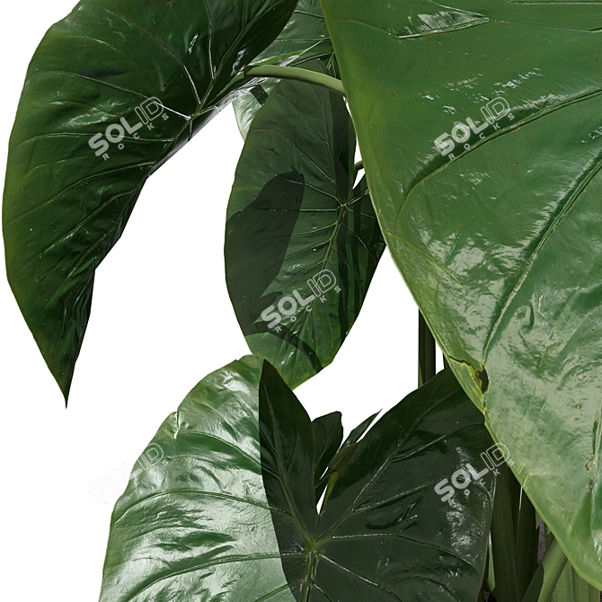 Tropical Trio 3D Potted Plants 3D model image 4