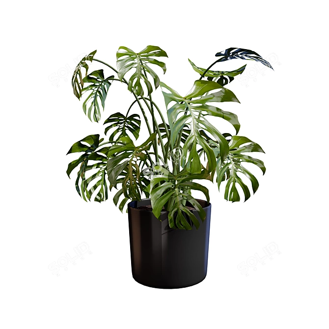 Tropical Trio 3D Potted Plants 3D model image 12