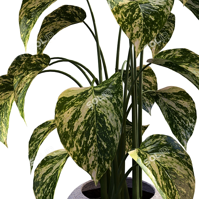 Tropical Trio 3D Potted Plants 3D model image 15