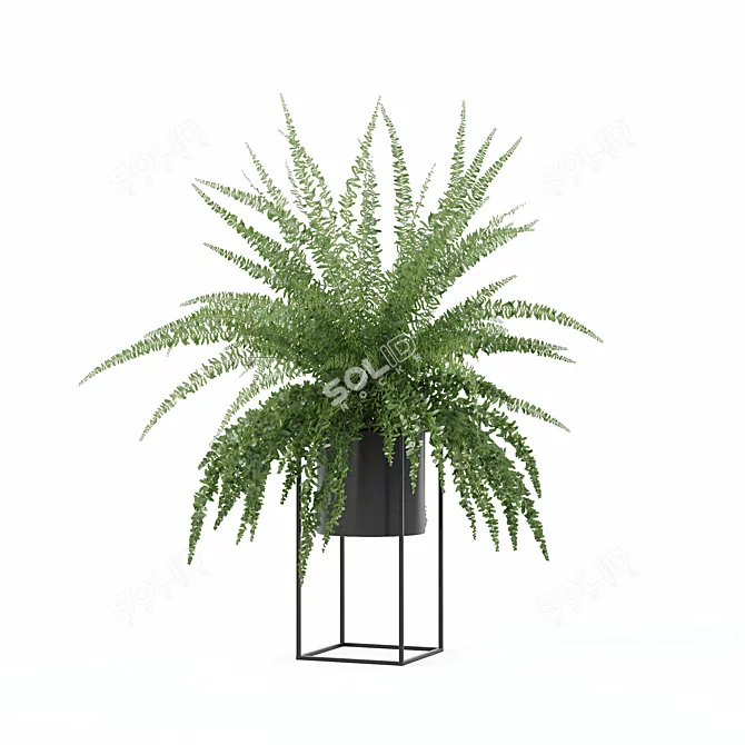 Modern Fern in Decorative Pot 3D model image 3