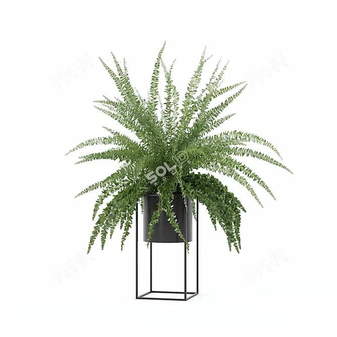 Modern Fern in Decorative Pot 3D model image 4