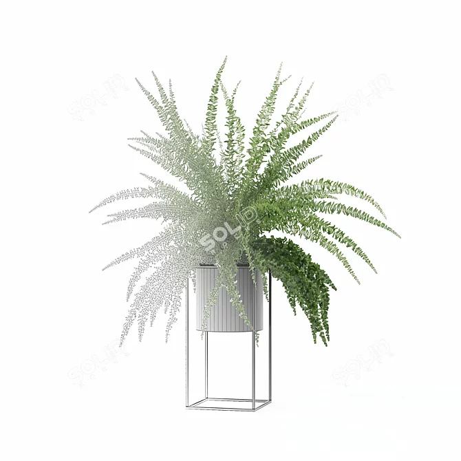 Modern Fern in Decorative Pot 3D model image 6