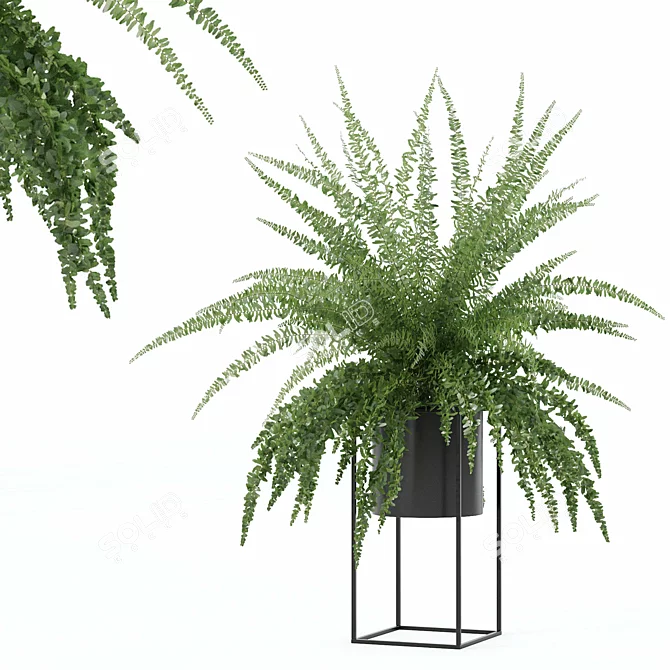 Modern Fern in Decorative Pot 3D model image 7