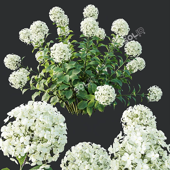 Wild Hydrangea Arborescens 3D Models 3D model image 3