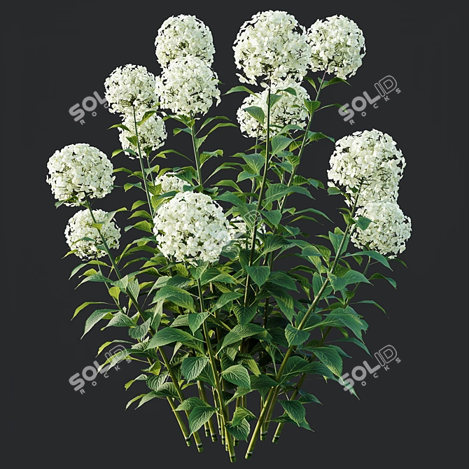 Wild Hydrangea Arborescens 3D Models 3D model image 6
