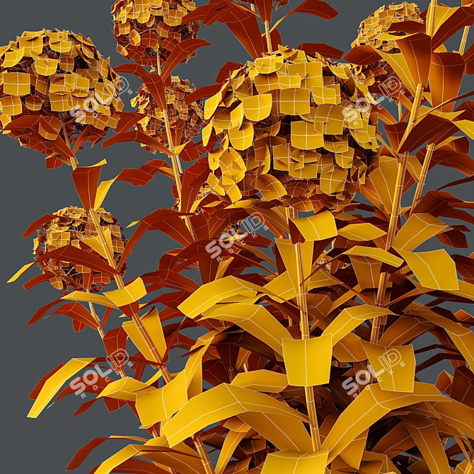 Wild Hydrangea Arborescens 3D Models 3D model image 7