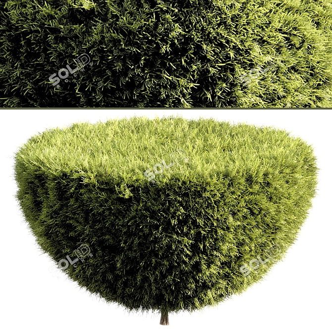 Russian Bush Tree 023 - HD Render 3D model image 1