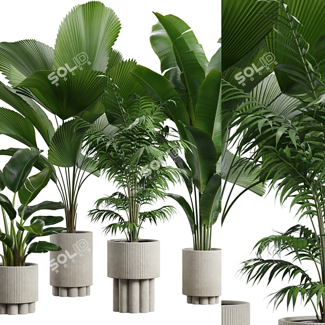 Exotic Indoor Plants Collection Pack 3D model image 2