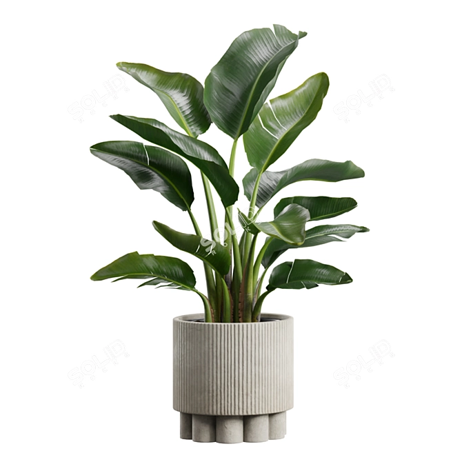 Exotic Indoor Plants Collection Pack 3D model image 4