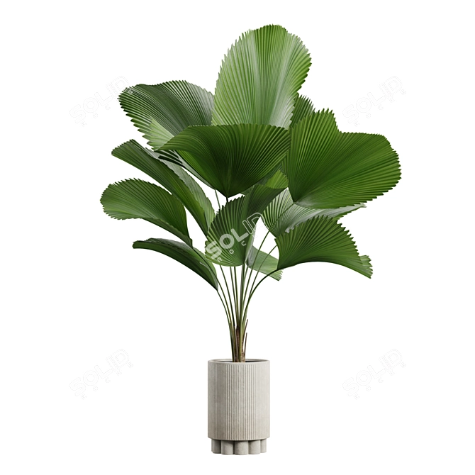 Exotic Indoor Plants Collection Pack 3D model image 6